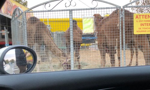 Stop aux cirques avec animaux au centre commercial de Labège et ses alentours
