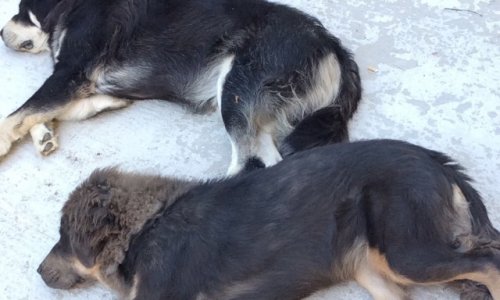 Sauvons Largo & Nahiya