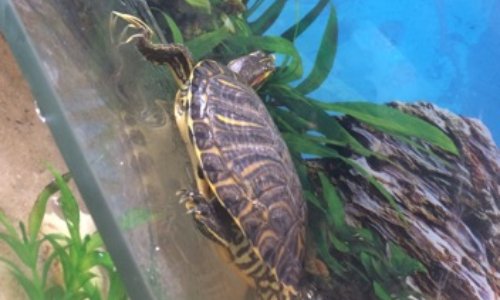 Sauver Karim Salcendix