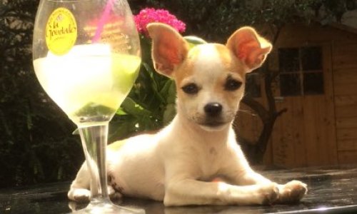 Justice contre les chiens tueurs Nabuco et Jivago