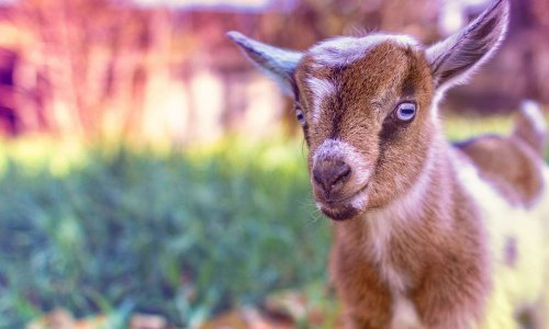 P&eacute;tition pour que la ch&egrave;vre soit accept&eacute;e comme un animal de compagnie