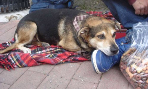 Pour la création de centres d'hébergement des personnes sans abri et de leur(s) chien(s) dans toute la France