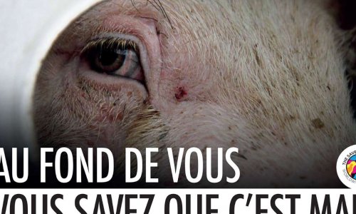 Stop aux longs transports d'animaux vivants