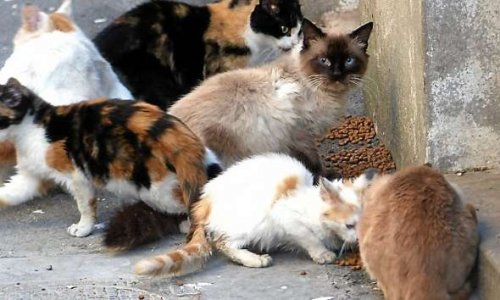 Stérilisation des chats errants sur la commune de La Voulte sur Rhône