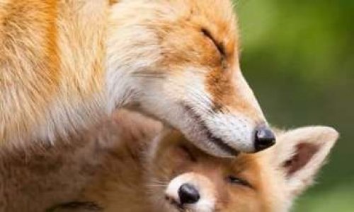 Contre les massacre des renards en Charente maritime