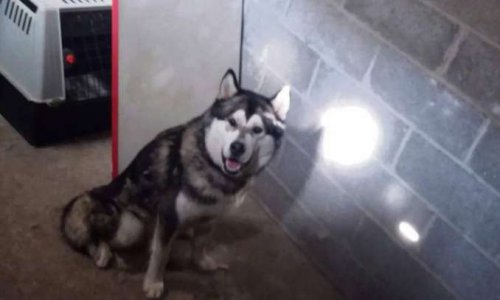 Libérer Wang le chien séquestré dans une cave à Rouen