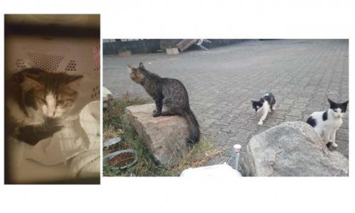 Non à l'abandon de la campagne de stérilisation des chats errants de Chasse sur Rhône