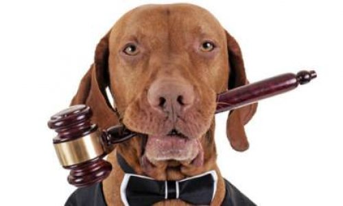 Pour que l'animal obtienne le statut juridique de 