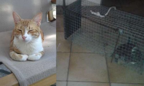 Justice pour Bobo, victime de la malveillance la plus lâche