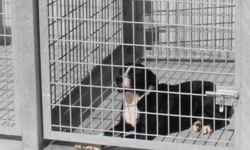 Fourrières animales en France.