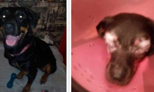 Tous Ensemble pour les yeux de Tara