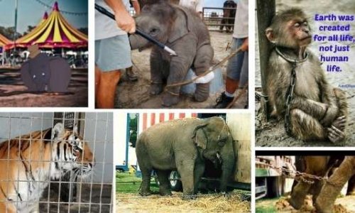 OUI aux cirques SANS ANIMAUX à Aix-les-Bains et Chambéry (Savoie - 73)