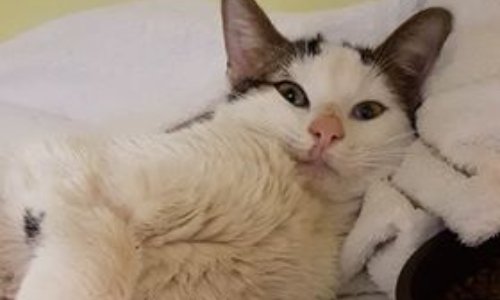 POUR QUE SNOW TROUVE ENFIN UNE FAMILLE URGENCE