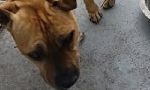 JUSTICE POUR VYCE 14 ANS ANCIEN CHIEN BATTU SUR PARIS