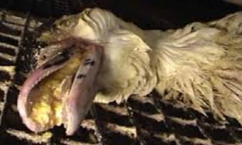 STOP A LA VENTE DE FOIE GRAS :   Le produit ne vaut pas les atrocités envers des êtres vivants et sensibles !