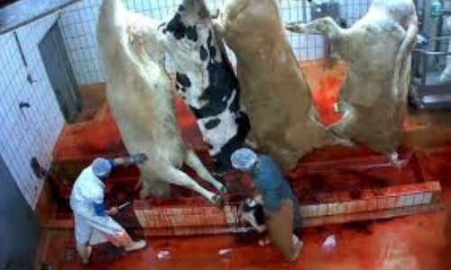 Oui aux caméras dans tous les abattoirs d'animaux