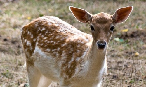 Appel à l'organisation d'un referendum national sur la chasse