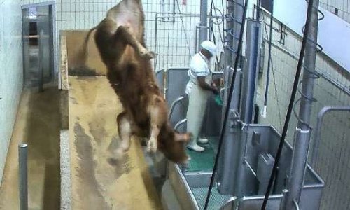 Alternative aux abattoirs