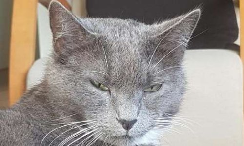 JUSTICE POUR CAPUCHE!