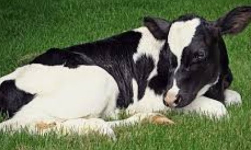 STOP AUX TORTURES DANS LES ABATTOIRS