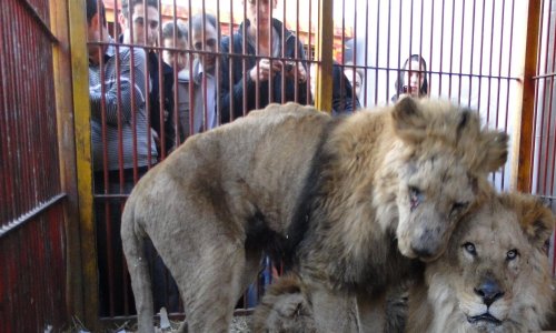 Lyon : pour des cirques sans animaux