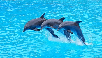 Dauphins : pour le respect de la nature et la protection animale dans notre culture