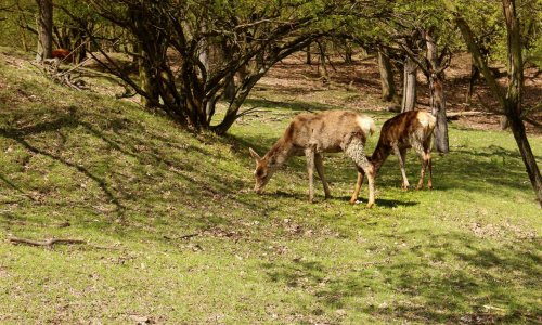 Pour que les photos d'animaux tués soient reconnues comme violentes !