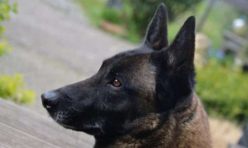 Pour que le malinois lignée travail soit réservé aux professionnels