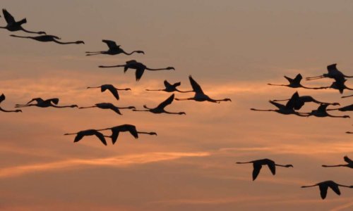 Contre la chasse aux oiseaux migrateurs