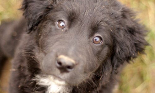 Stop à la cruauté ! CONTRE l'euthanasie injustifiée des animaux de compagnie et de ferme