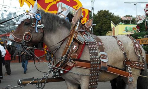 Pas de calèches à Lyon
