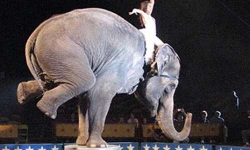Animaux dans les cirques, encore ?!