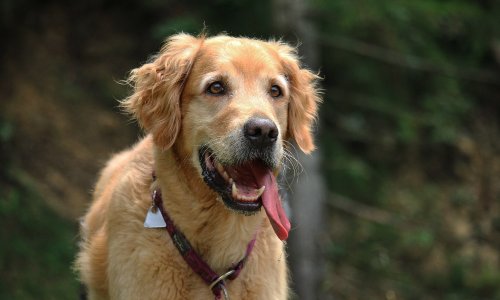 Création Caniparc 77