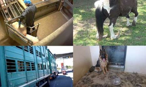 Vote imminent à l'Assemblée nationale : demandons des  sanctions immédiates pour ceux qui maltraitent les animaux !