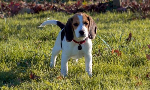 Allée du chien à Bruges (33520)