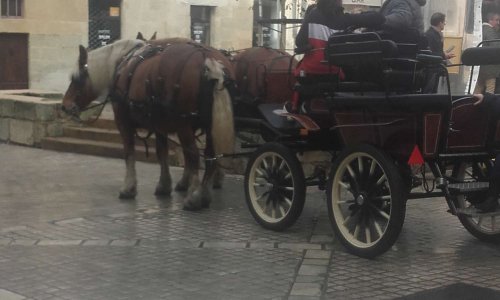 Aucune calèche à Périgueux
