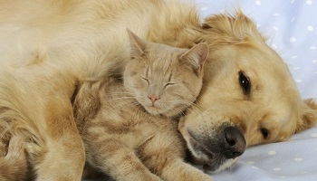 Pour un nouveau refuge L.P.A à Roubaix