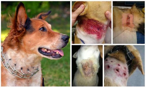 Pour l'interdiction du collier étrangleur