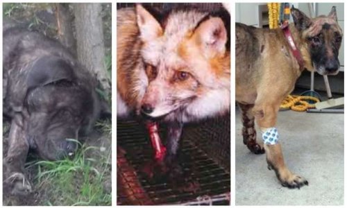 Pour un secrétariat d’État à la Cause animale