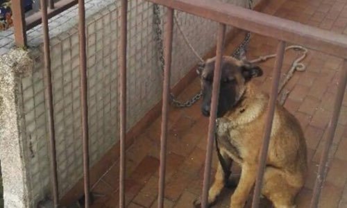Chiot Malinois maltraité à Maisons-Alfort (94)
