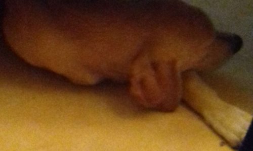 Creation parc à chien à Saumur