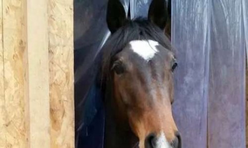 Justice pour la jument 