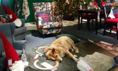 Pour qu'IKEA Saint-Martin-d’Hères ouvre ses portes aux chiens errants pour l'hiver
