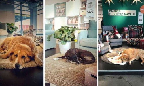 IKEA : un abris pour animaux abandonnés pour l'hiver !