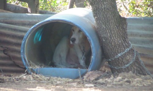 Interdire l'attache des chiens et leur détention en chenil