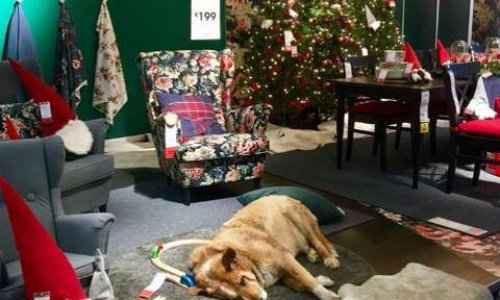 Chiens SDF au chaud : pour que IKEA ouvre ces portes !