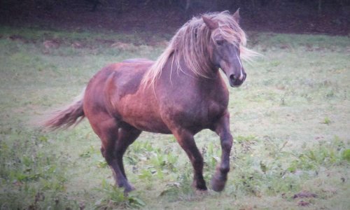 Soutenez nos calèches et nos chevaux de trait pour les marchés de Noël