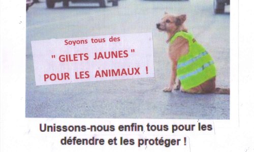 AMIS DES ANIMAUX, unissons-nous enfin tous pour les défendre et les protéger !