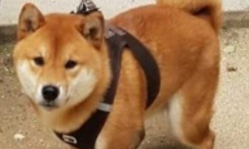 Un espace dédié aux chiens et promener son chien à l’intérieur d’un parc !