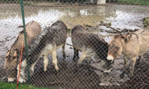 Sortez ces ânes de cet endroit dégoûtant, SPA d’Aix-en-Provence, SPA Salon-de-Provence